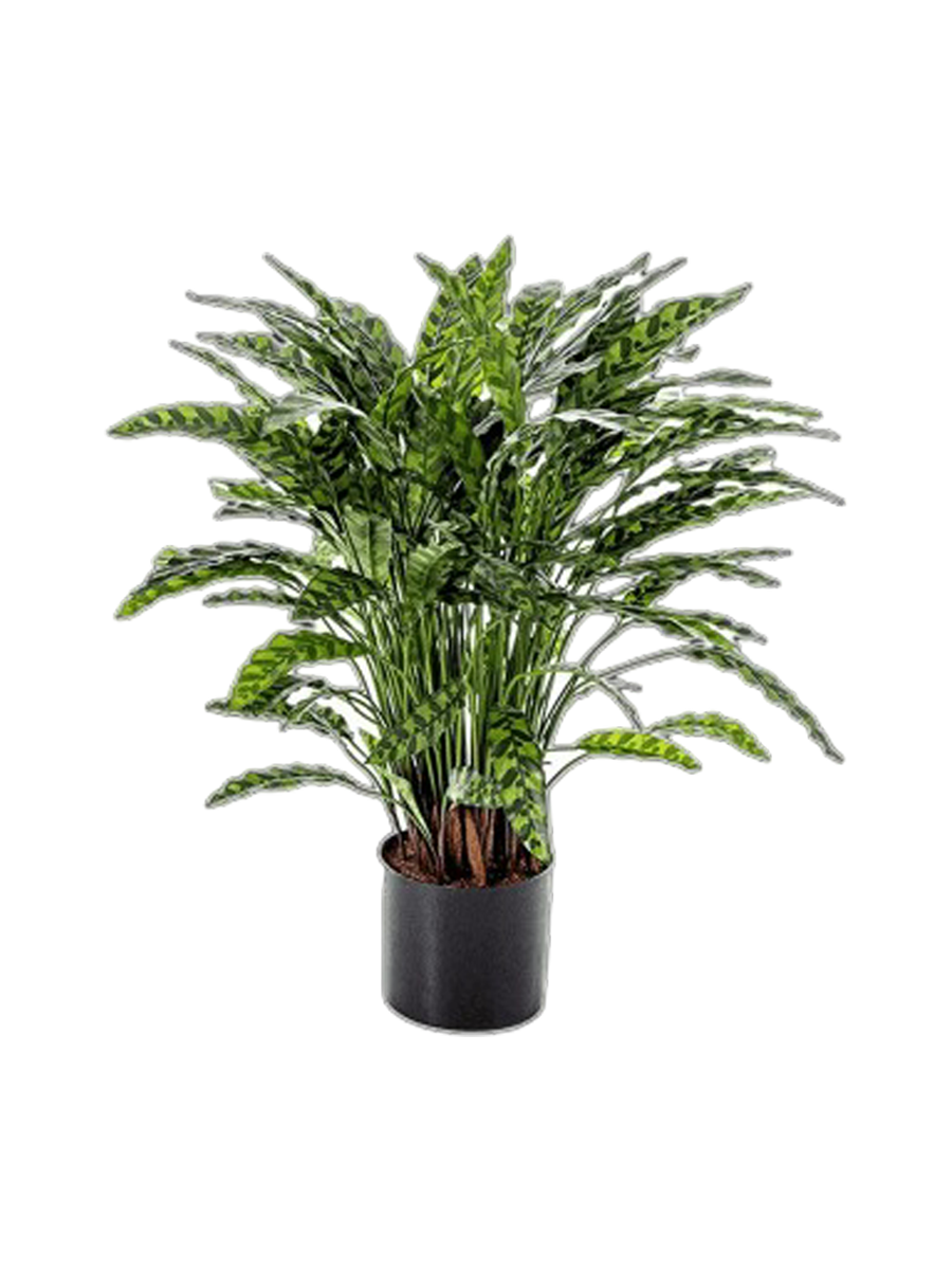 
Pianta artificiale dall'aspetto realistico «Calathea», Ø 75 x 88 cm