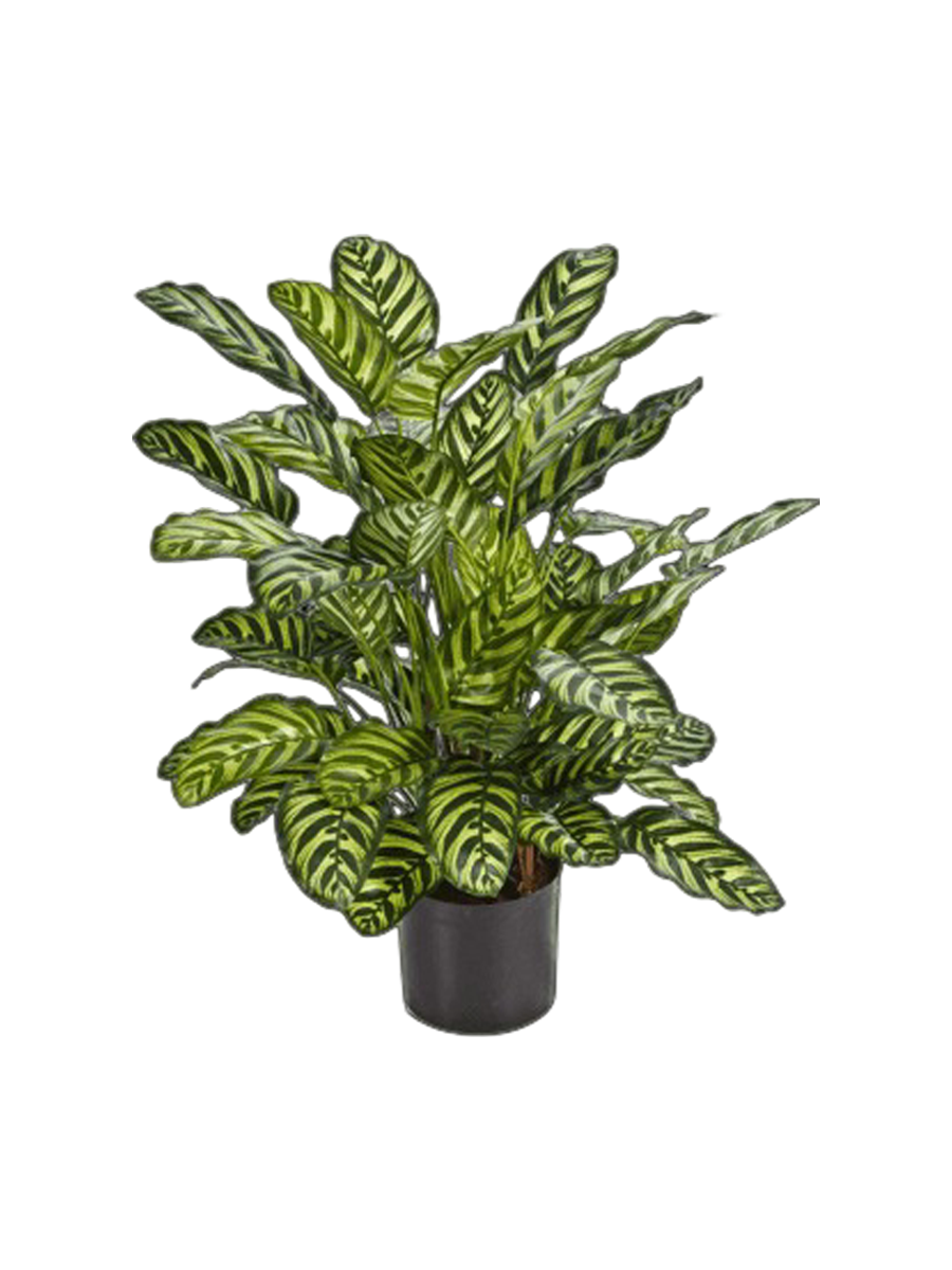 
Pianta artificiale dall'aspetto realistico «Calathea Bush», Ø 60 x 78 cm