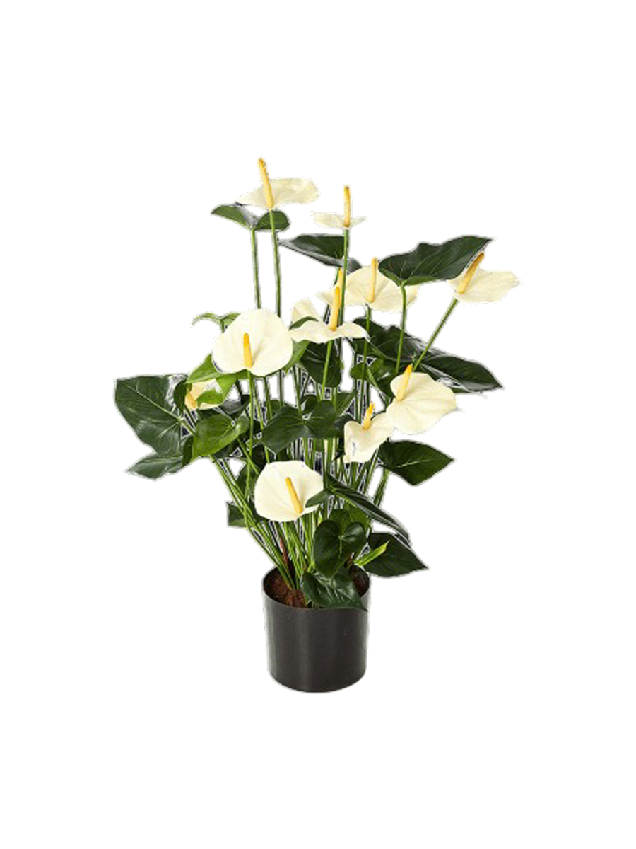 
Pianta artificiale dall'aspetto realistico «Anthurium Busch», Ø 45 x 78 cm