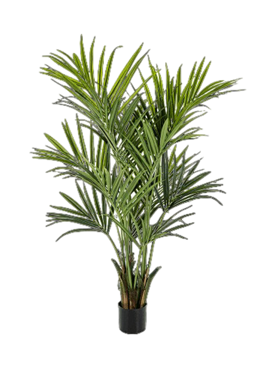 
Pianta artificiale realistica «Kentia Palm», diverse dimensioni - Altezza 172 cm