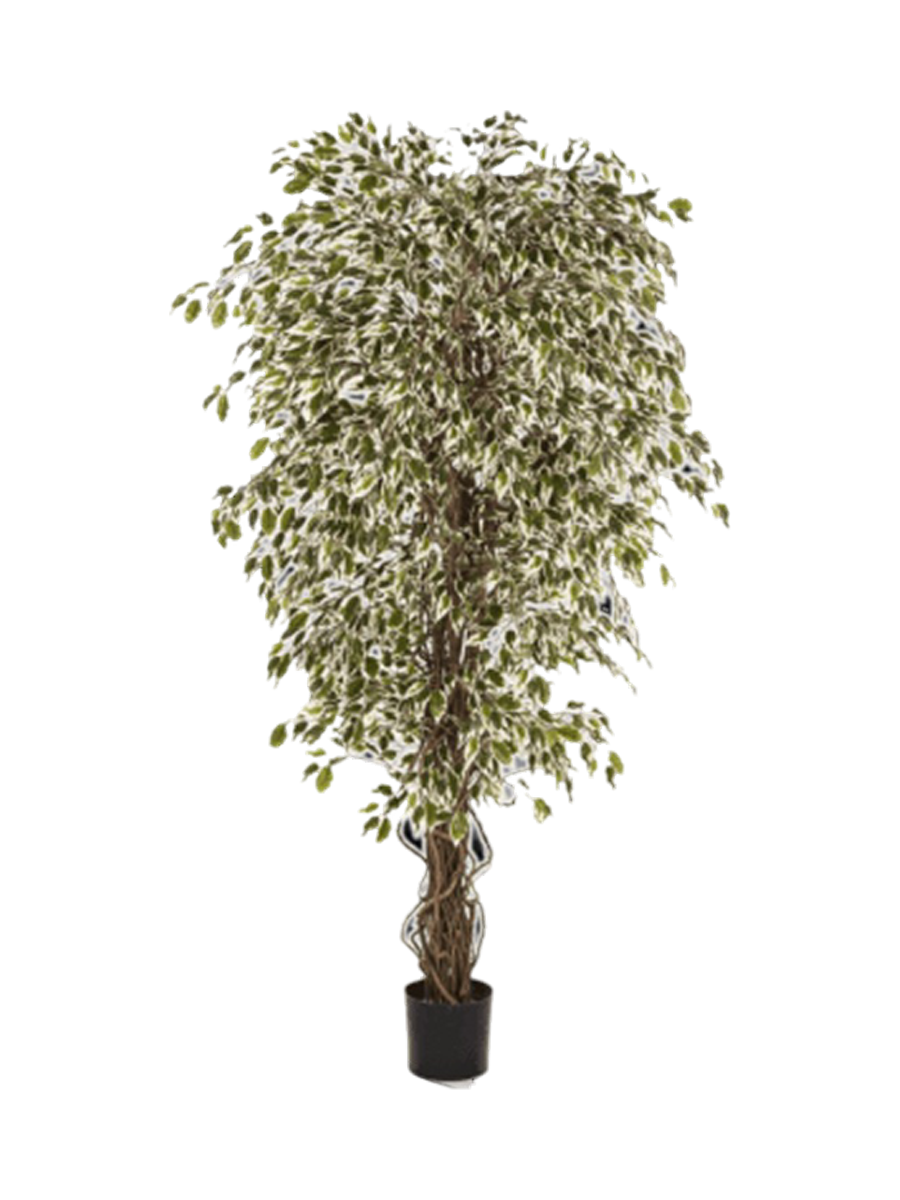 
Plante artificielle réaliste "Ficus Hawaiian Liana Branched", différentes tailles - Hauteur 150 cm