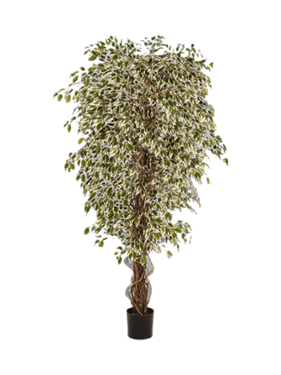 
Plante artificielle réaliste "Ficus Hawaiian Liana Branched", différentes tailles - Hauteur 180 cm