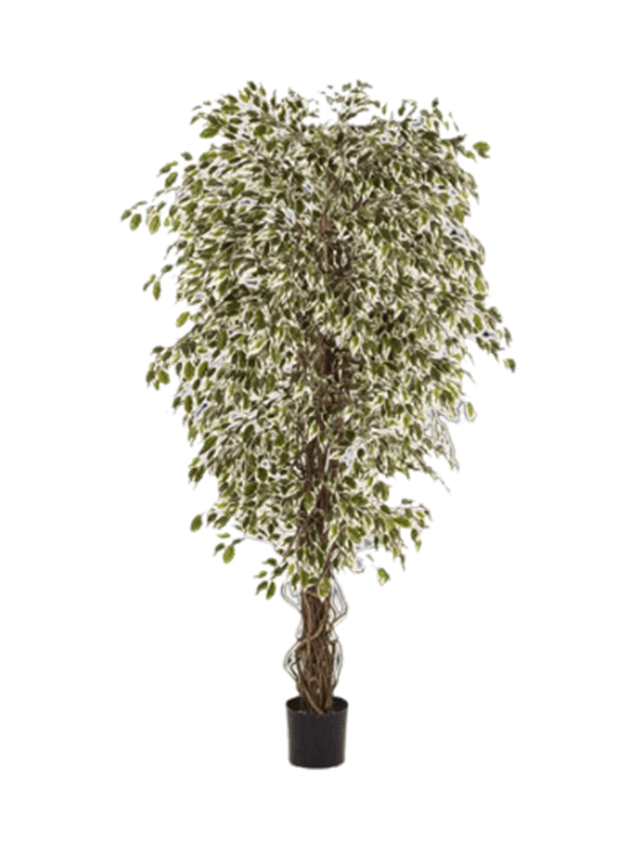 
Plante artificielle réaliste "Ficus Hawaiian Liana Branched", différentes tailles - Hauteur 210 cm