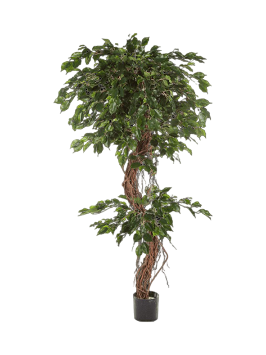 
Plante artificielle réaliste « Ficus Exotica Corkscrew XL », différentes tailles - Hauteur 180 cm
