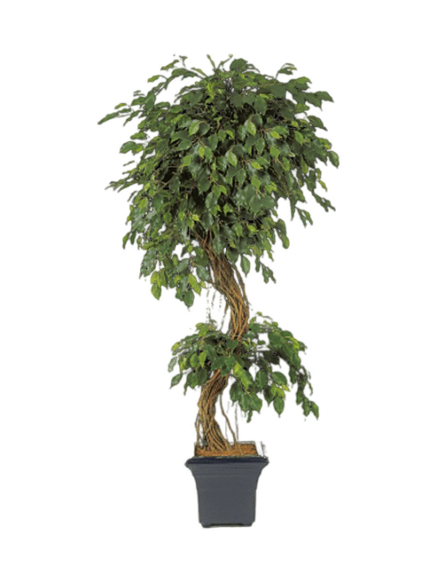 
Plante artificielle réaliste « Ficus Exotica Corkscrew XL », différentes tailles - Hauteur 210 cm