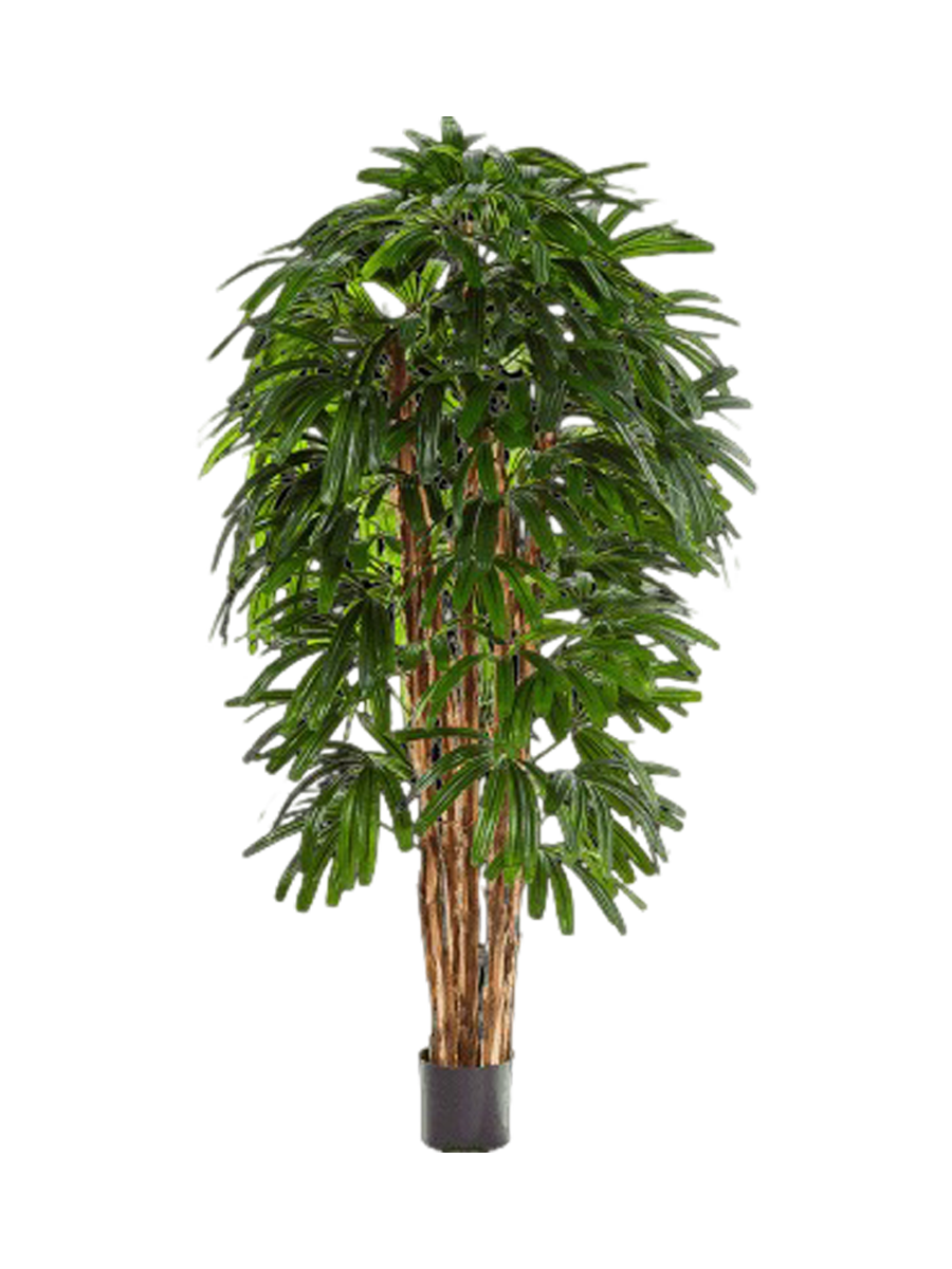 
Pianta artificiale realistica «Rhapis Tuft», diverse dimensioni - Ø 80 x 180 cm