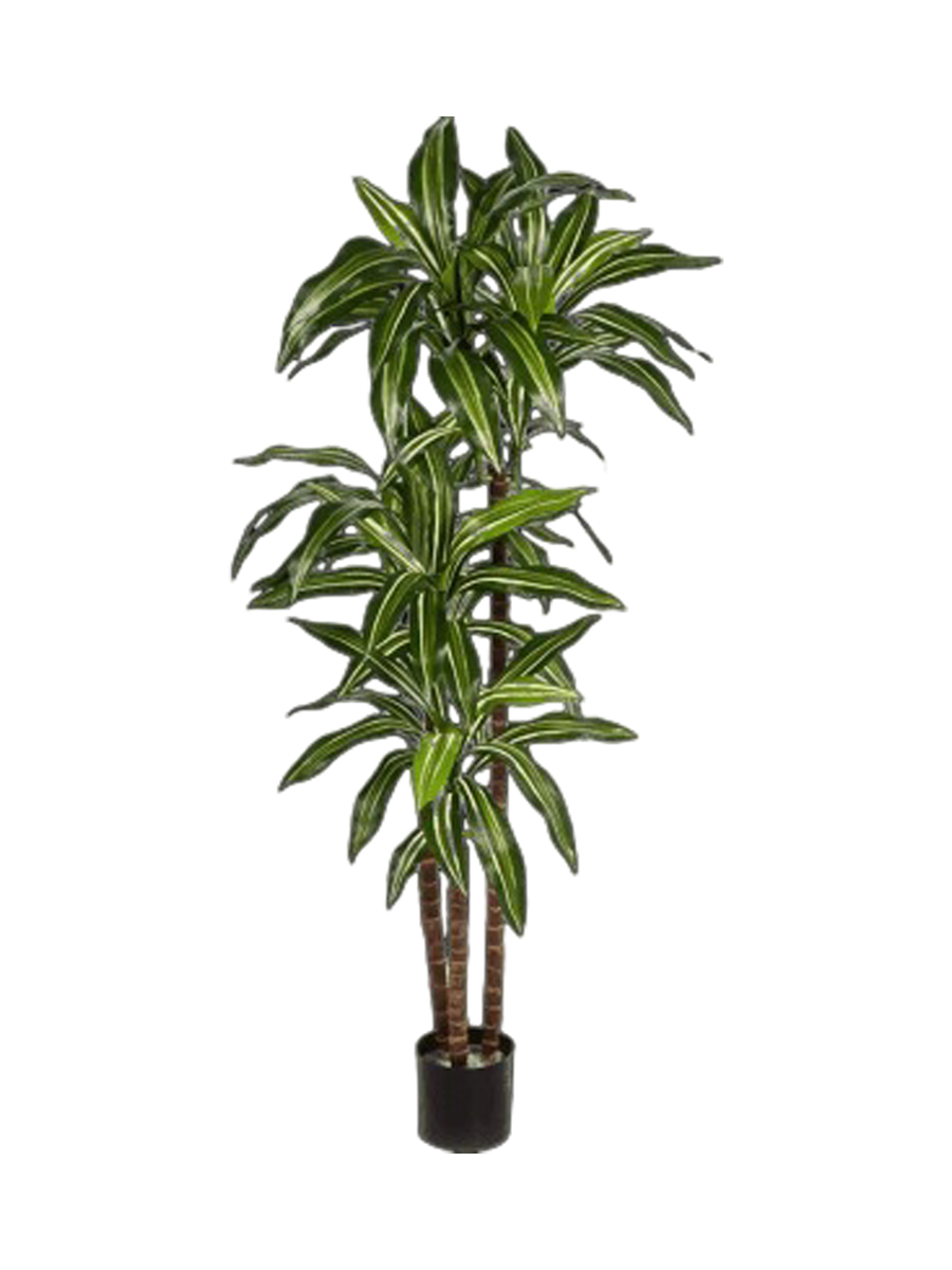 
Plante artificielle réaliste "Dracaena Fragrans", différentes tailles - Hauteur 150 cm