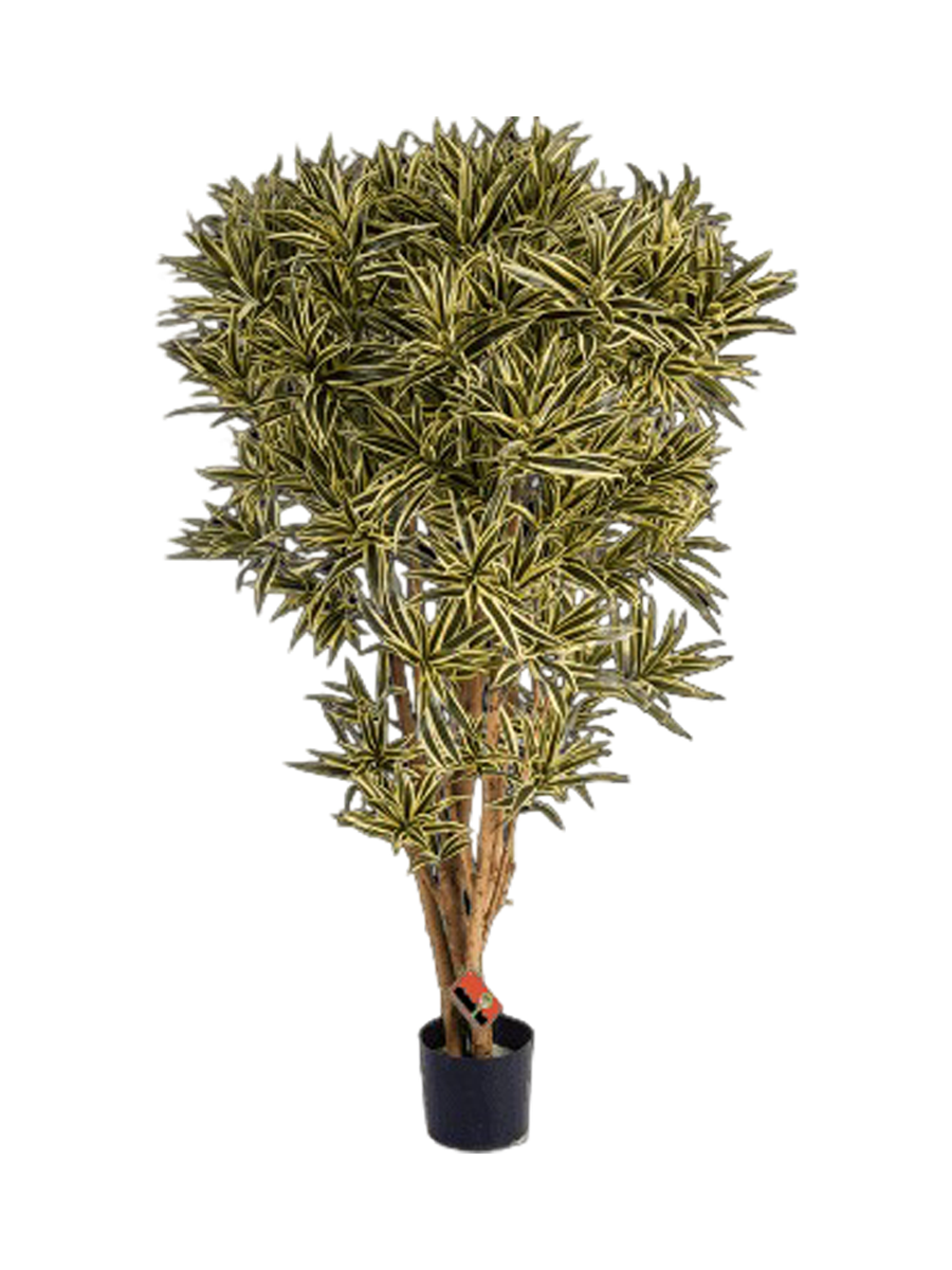 
Plante artificielle plus vraie que nature « Dracaena Reflexa India »
