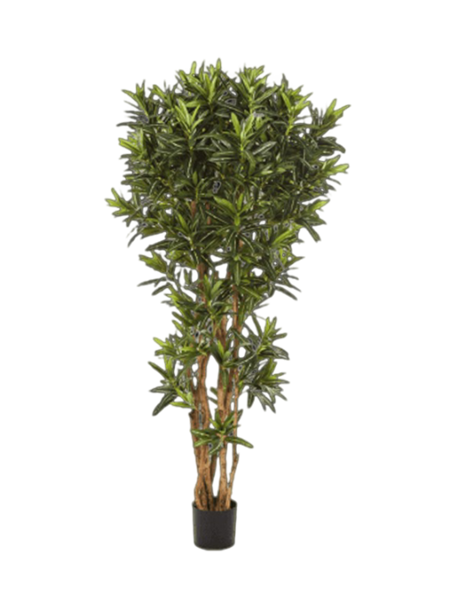 
Pianta artificiale realistica «Croton Goldfinger Reflexa», diverse dimensioni - Altezza 150 cm