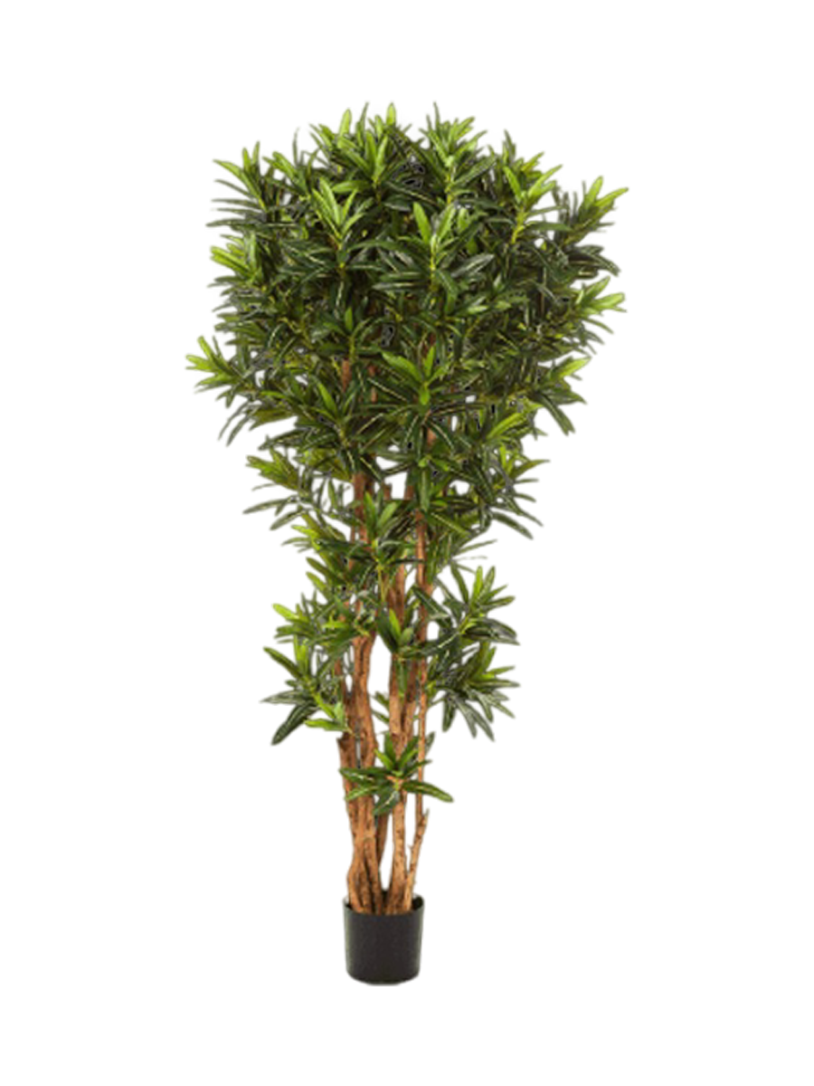 
Pianta artificiale realistica «Croton Goldfinger Reflexa», diverse dimensioni - Altezza 180 cm