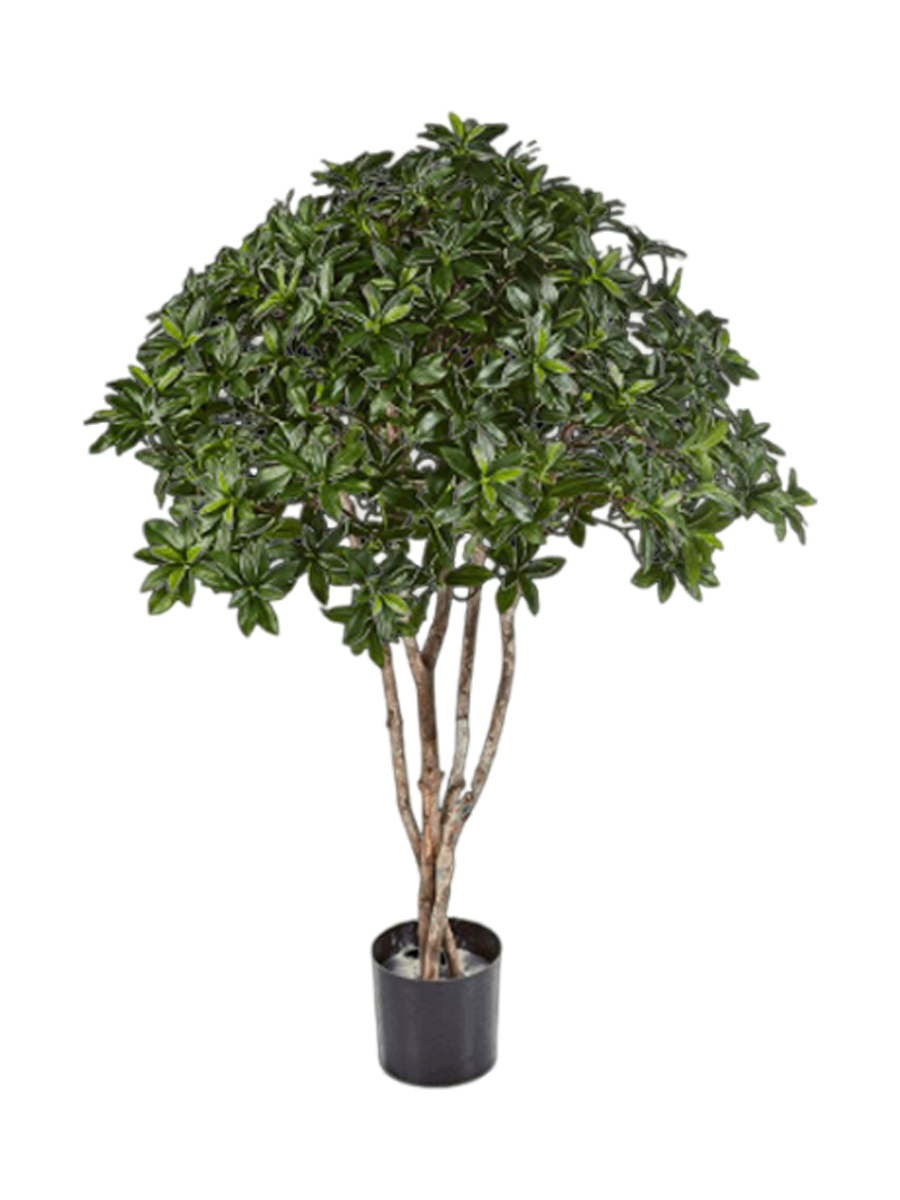 
Plante artificielle réaliste „Euonymus Japonicus“, Ø 100 x 120 cm