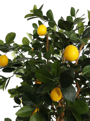 
Plante artificielle réaliste "Golden Lemon Tree", Ø 70 x 150 cm