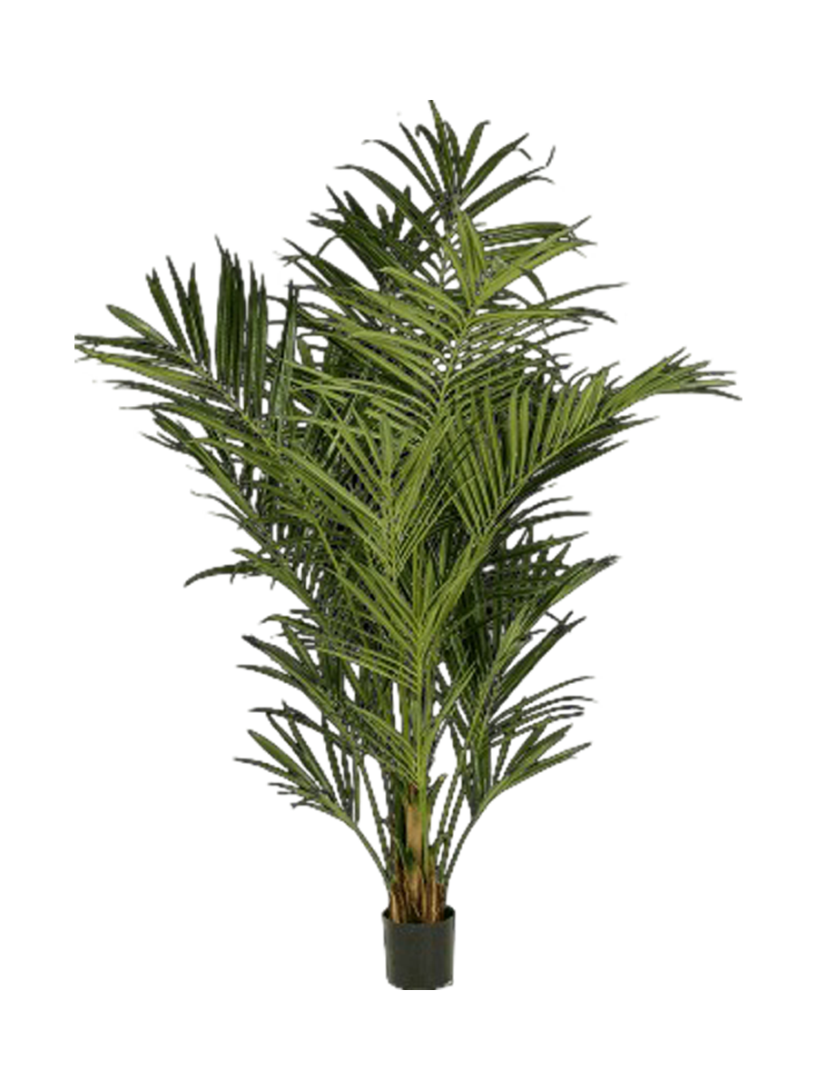 
Pianta artificiale realistica «Kentia Palm de Luxe», altezza 225 cm
