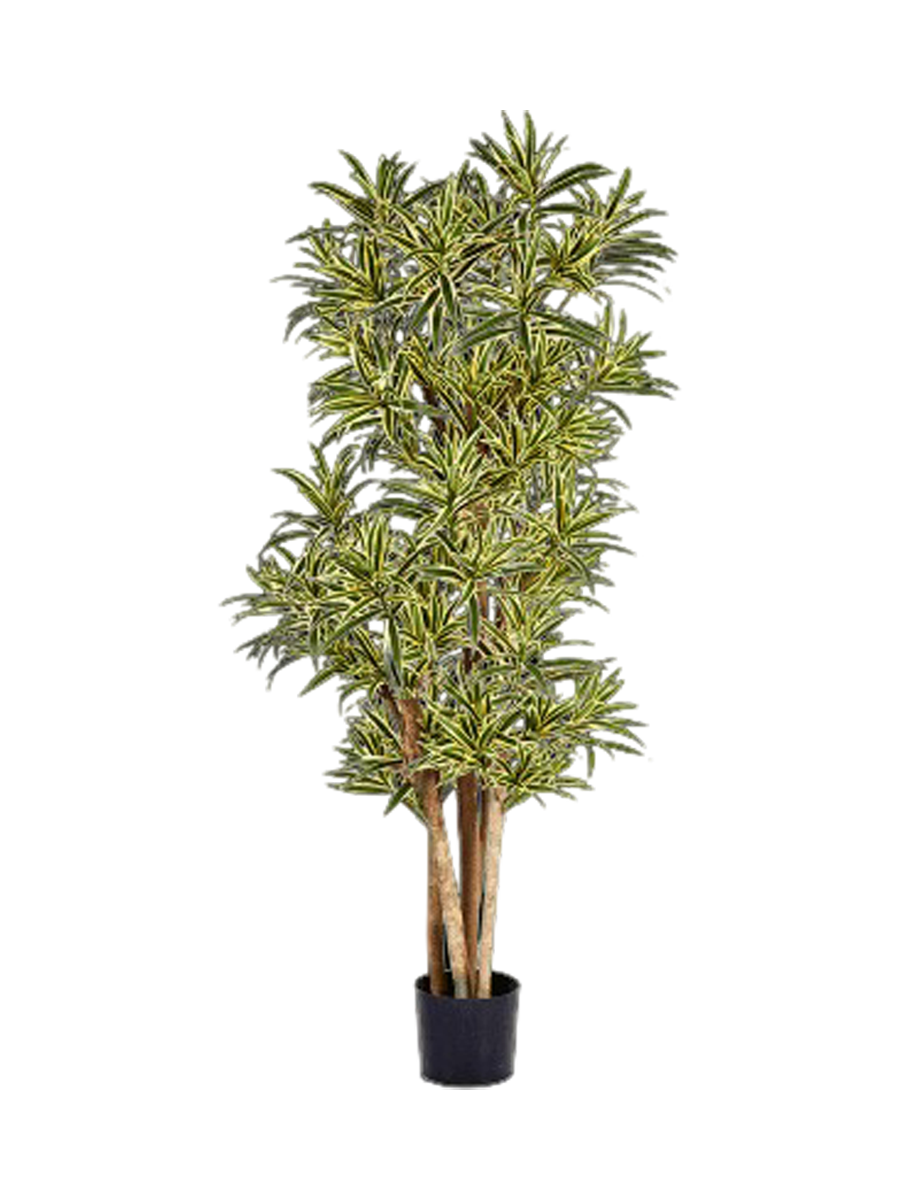 
Plante artificielle ultra-réaliste « Dracaena Song of India », différentes tailles - Hauteur 120 cm