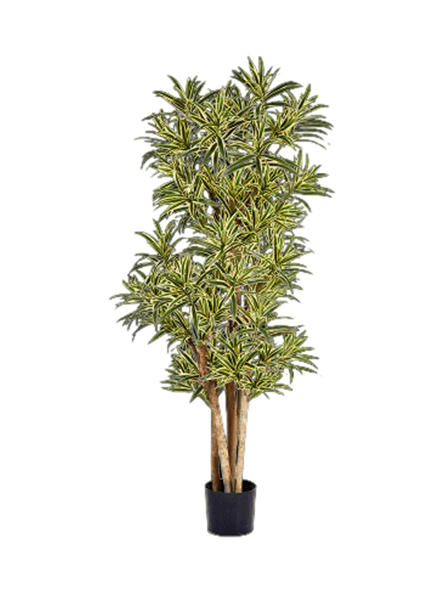 
Plante artificielle ultra-réaliste « Dracaena Song of India », différentes tailles - Hauteur 150 cm