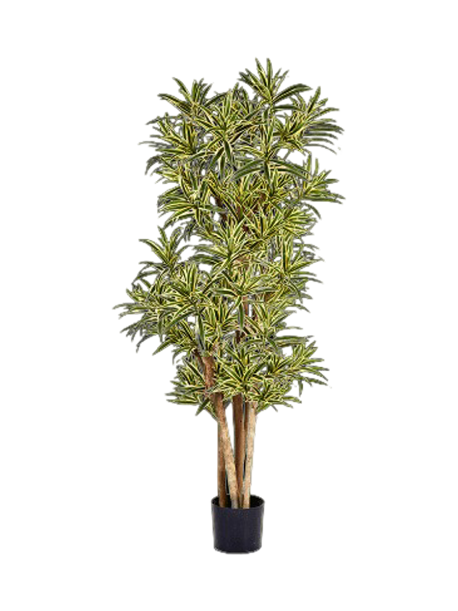 
Plante artificielle ultra-réaliste « Dracaena Song of India », différentes tailles - Hauteur 185 cm