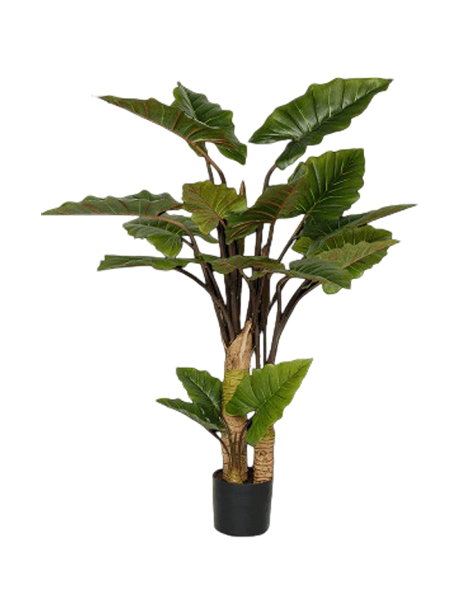 
Pianta artificiale dall'aspetto realistico «Alocasia verzweigt», altezza 160 cm