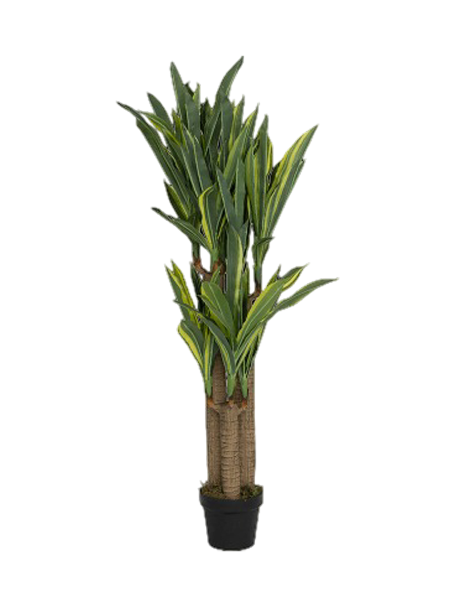 
Plante artificielle réaliste "Dracenea", différentes tailles - Hauteur 180 cm