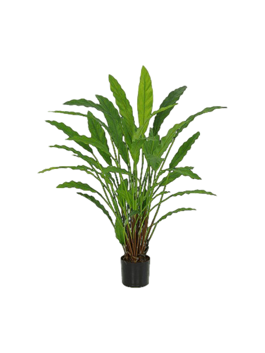 
Pianta artificiale dall'aspetto realistico «Calathea», Ø 60/ altezza 77 cm