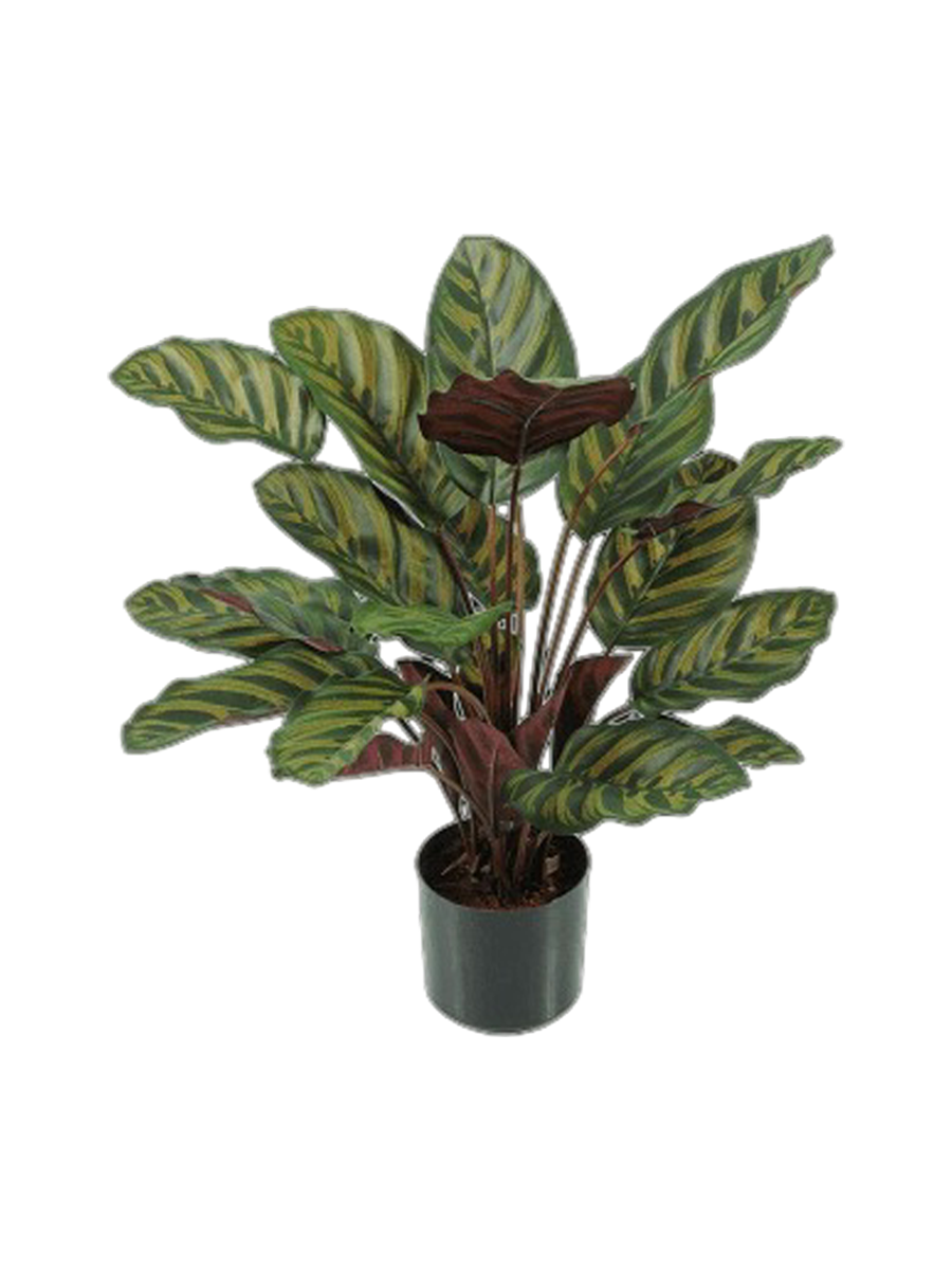 
Pianta artificiale realistica «Calathea Makoyana», diverse dimensioni - Altezza 58