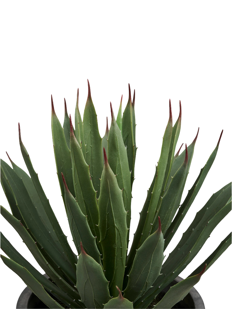 
Plante artificielle réaliste « Agave Nori », pot de fleurs inclus