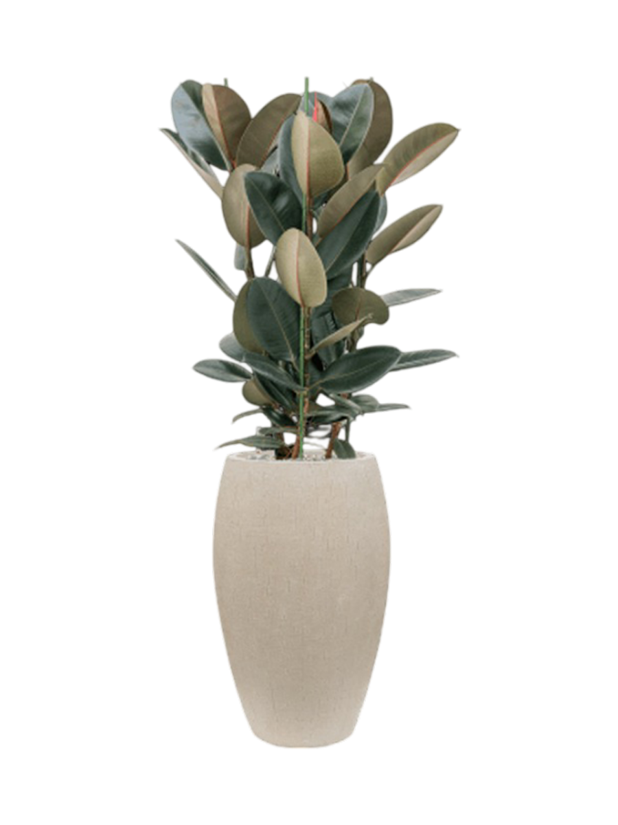 
Composition végétale "Ficus elastica 'Abidjan' en Raindrop", hauteur 135-145 cm
