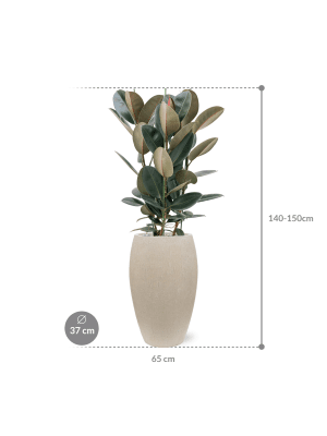 IMAGE for product variant SKU CC0006393