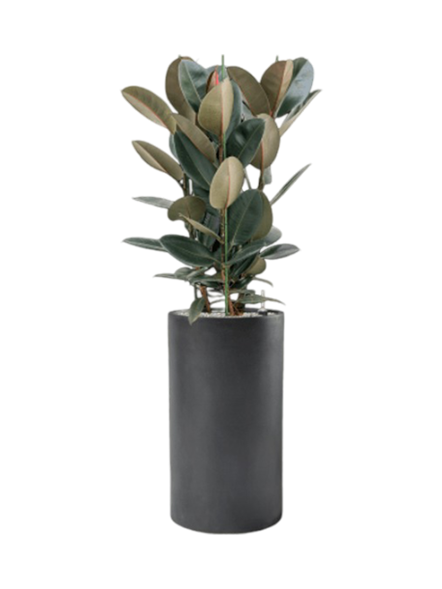 
Composition de plantes « Ficus elastica 'Abidjan' en Basic », hauteur 145-155 cm