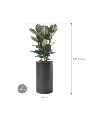IMAGE for product variant SKU CC0006644