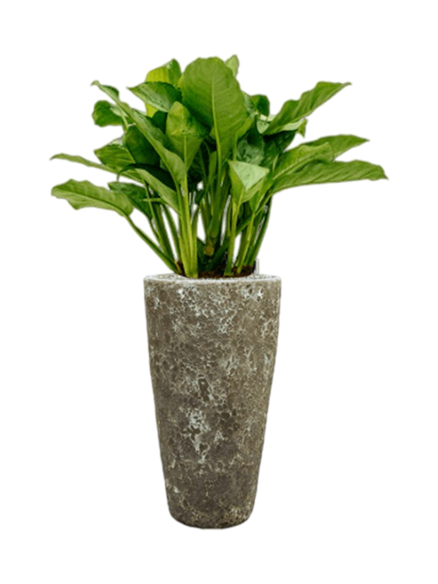 
Pflanzen Arrangement „Aglaonema Freedman in Baq Lava“, Höhe 120-130 cm - Farbe Blumentopf: relic Jade