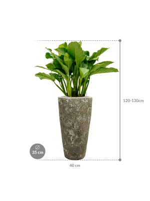 IMAGE for product variant SKU CC0007569