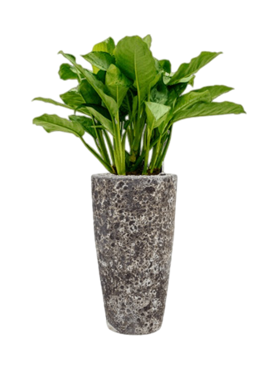 
Pflanzen Arrangement „Aglaonema Freedman in Baq Lava“, Höhe 120-130 cm - Farbe Blumentopf: relic Black