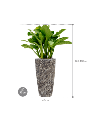 IMAGE for product variant SKU CC0007578
