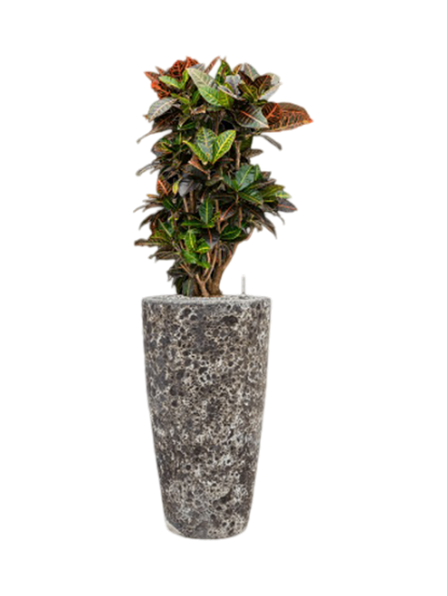 
Pflanzen Arrangement „Croton variegatum 'Petra' in Baq Lava“, Höhe 125-135 cm - Farbe Blumentopf: Relic Black