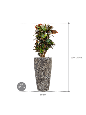 IMAGE for product variant SKU CC0007692