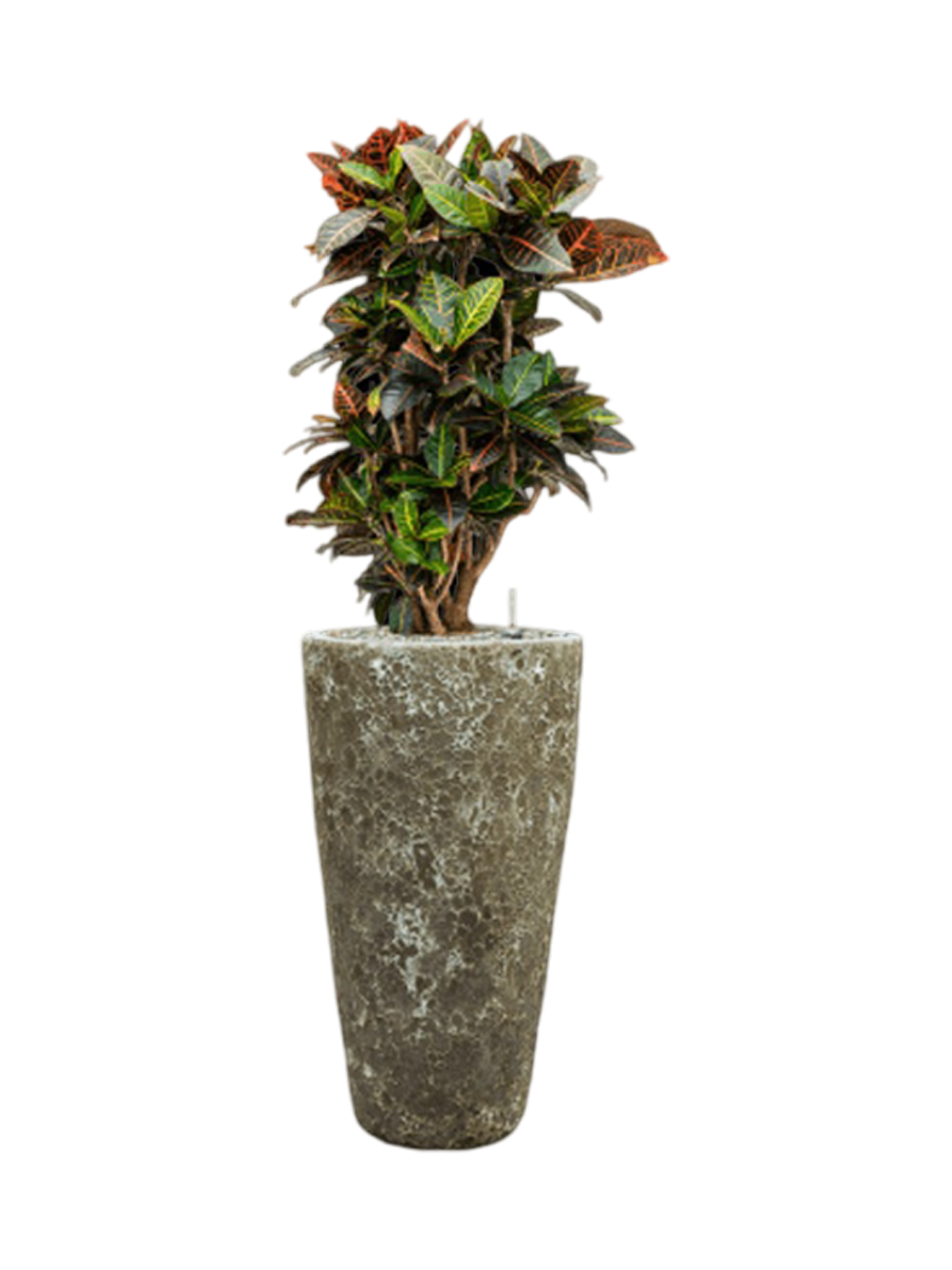 
Pflanzen Arrangement „Croton variegatum 'Petra' in Baq Lava“, Höhe 125-135 cm - Farbe Blumentopf: Relic Jade