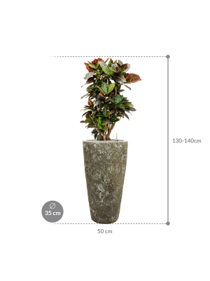 IMAGE for product variant SKU CC0007698
