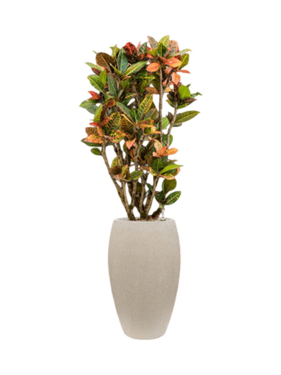 
Pflanzen Arrangement „Croton variegatum 'Petra' in Baq Raindrop“, Höhe 145-155 cm