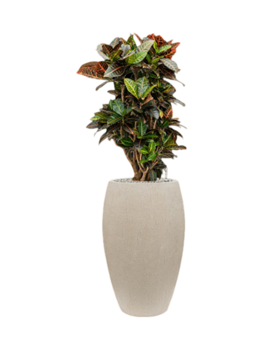 
Pflanzen Arrangement „Croton variegatum 'Petra' in Baq Raindrop“, Höhe 120-130 cm