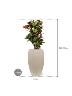 IMAGE for product variant SKU CC0010751