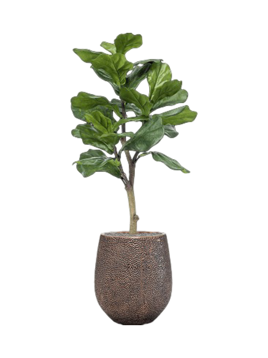 
Composition végétale « Ficus lyrata dans Baq Opus Hit », hauteur 130-140 cm