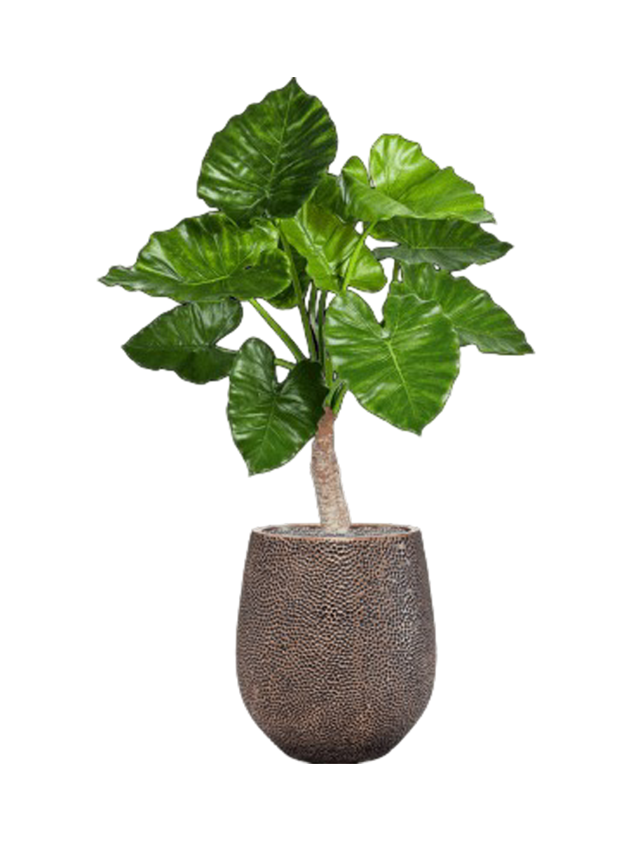 
Composition végétale « Alocasia calidora in Baq Opus Hit » Ø 60 x 110-120 cm