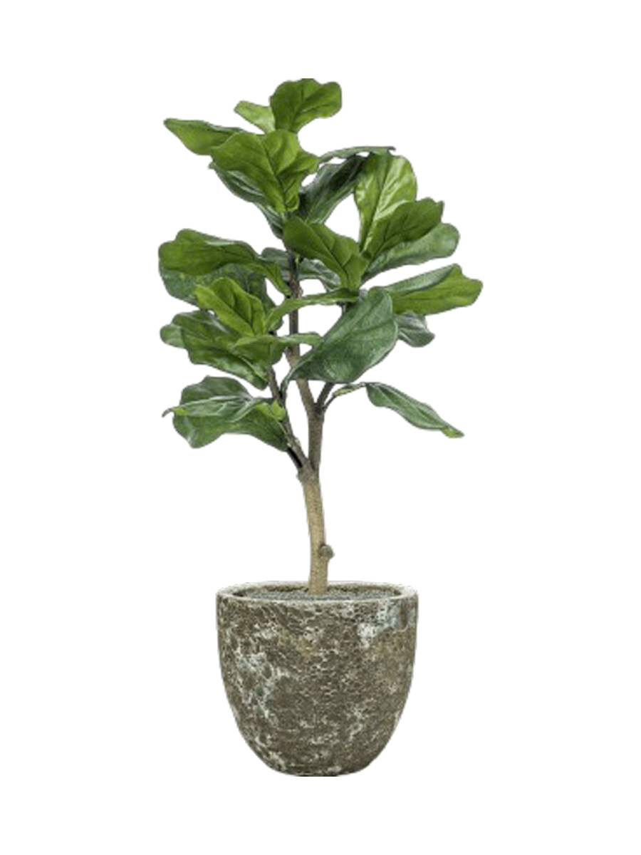 
Composition végétale « Ficus lyrata sur roche de lave » Ø 36 x 120-130 cm - Couleur pot de fleurs : Jade antique