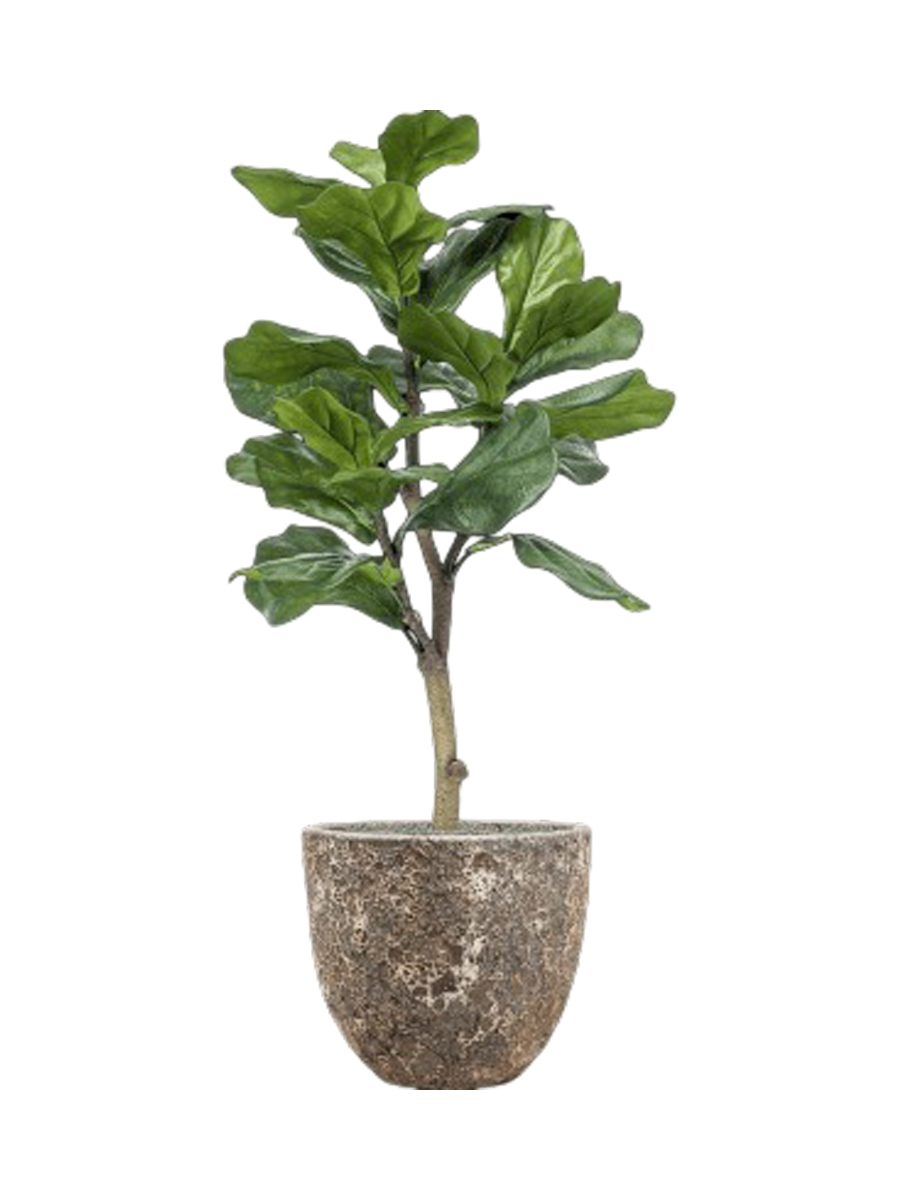 
Composition végétale « Ficus lyrata sur roche de lave » Ø 36 x 120-130 cm - Couleur du pot de fleurs : Relic Rust