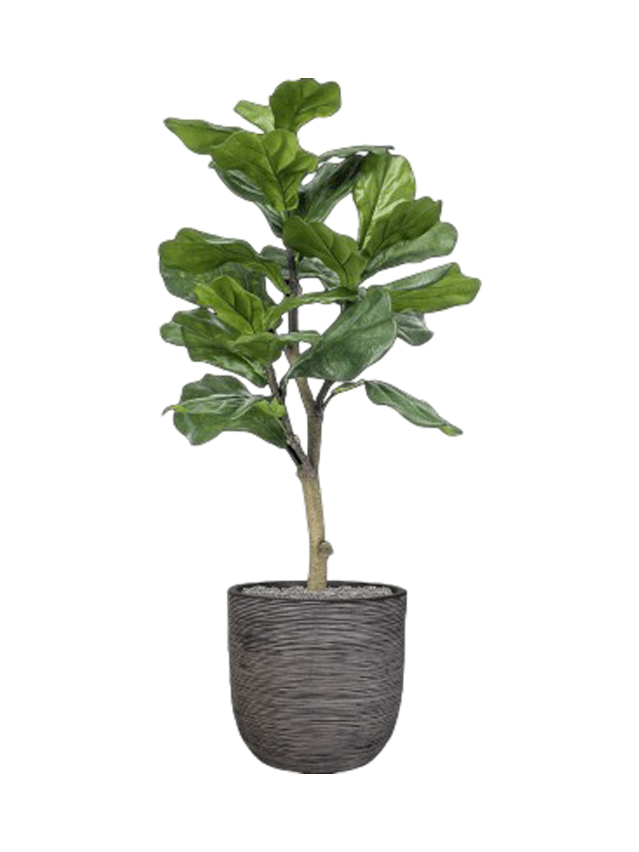 
Arrangement végétal « Ficus lyrata in Nature Rib » Ø 40 x 120-130 cm