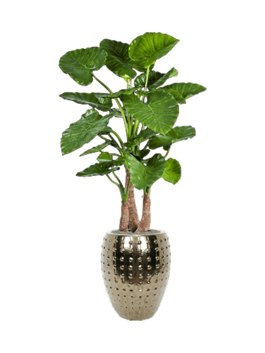
Composition de plantes « Alocasia calidora in Laos » Ø 60/ Hauteur 170-180 cm - Couleur du pot de fleurs : Or