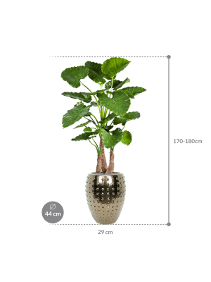 IMAGE for product variant SKU CC0023973