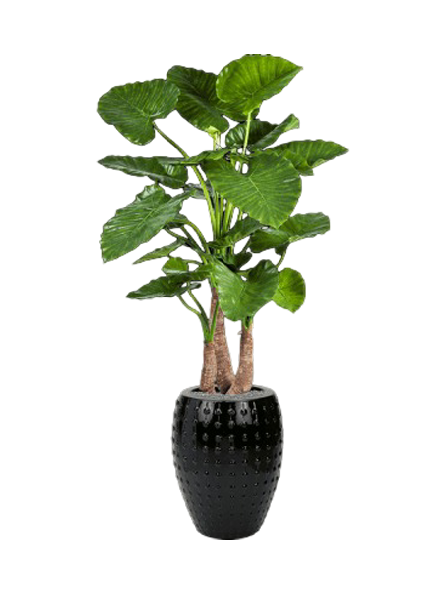 
Composition de plantes « Alocasia calidora in Laos » Ø 60/ Hauteur 170-180 cm - Couleur du pot de fleurs : Noir