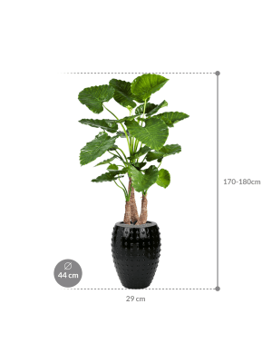 IMAGE for product variant SKU CC0023976
