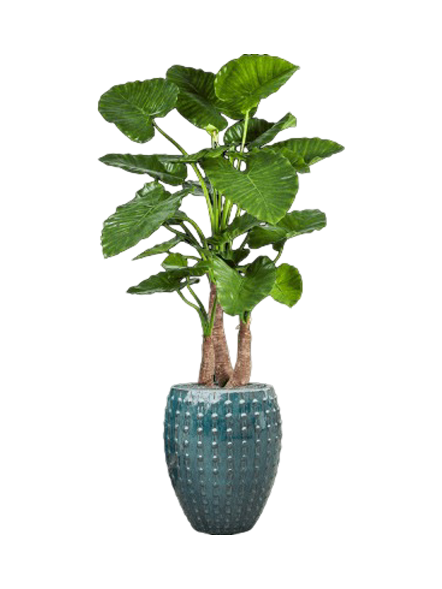
Composition de plantes « Alocasia calidora in Laos » Ø 60/ Hauteur 170-180 cm - Couleur du pot de fleurs : Bleu